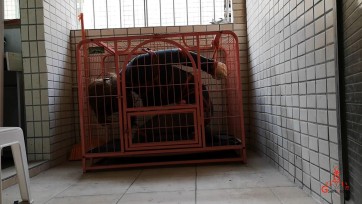 【CD伪娘小诡的自缚】网友教的股绳绑法