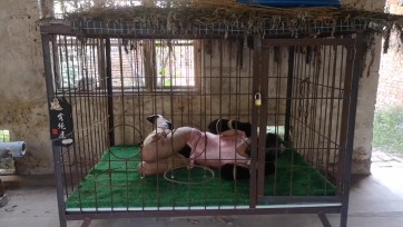 【逸客绳屋】CD粉裙K9囚禁